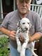 Dalmatian Puppies for sale in Burton, WV 26562, USA. price: NA