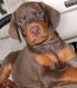 Danish Broholmer Puppies for sale in Miami, FL, USA. price: $400