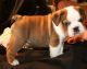 Danish Broholmer Puppies for sale in New York, NY, USA. price: $450