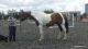 Danish Warmblood Horses for sale in Laurel, MD, USA. price: NA