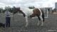 Danish Warmblood Horses for sale in Doddridge, Sulphur Township, AR 71826, USA. price: NA