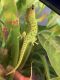 Day Geckos Reptiles for sale in Bakersfield, CA, USA. price: NA