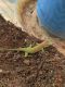 Day Geckos Reptiles