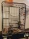 Degu Rodents for sale in Woonsocket, RI 02895, USA. price: $450