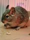 Degu Rodents for sale in Mukwonago, WI, USA. price: NA