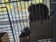 Degu Rodents for sale in Brooksville, FL 34601, USA. price: NA