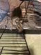 Degu Rodents for sale in Chippewa Falls, WI 54729, USA. price: $260