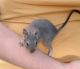 Degu Rodents for sale in Blackstone, VA 23824, USA. price: NA