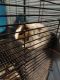 Degu Rodents for sale in Kingsville, TX 78363, USA. price: NA