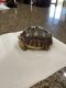 Desert Tortoise Reptiles for sale in Laveen Village, Phoenix, AZ, USA. price: $150