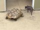 Desert Tortoise Reptiles for sale in Orlando, FL, USA. price: $500