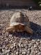 Desert Tortoise Reptiles for sale in 6121 Riverwalk Falls St, North Las Vegas, NV 89031, USA. price: $300