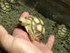 Desert Tortoise Reptiles