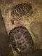 Desert Tortoise Reptiles