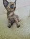 Devon Rex Cats for sale in Atlanta, GA, USA. price: $650