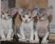 Devon Rex Cats for sale in Flowery Branch, GA 30542, USA. price: NA