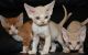 Devon Rex Cats for sale in Portland, OR 97229, USA. price: $690