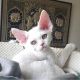 Devon Rex Cats for sale in Loomis, CA, USA. price: $800