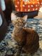 Devon Rex Cats for sale in 31852 Constellation Dr, Menifee, CA 92586, USA. price: $400