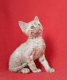 Devon Rex Cats for sale in Los Angeles County, CA, USA. price: $700