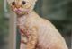 Devon Rex Cats for sale in Atlanta, GA, USA. price: $800