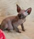 Devon Rex Cats for sale in Virginia Beach, VA, USA. price: NA