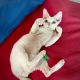 Devon Rex Cats for sale in McAlpin, FL 32062, USA. price: NA