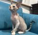 Devon Rex Cats for sale in Holland, PA 18966, USA. price: NA