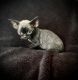 Devon Rex Cats for sale in Fort Myers, FL, USA. price: NA