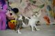 Devon Rex Cats for sale in Davie, FL, USA. price: NA