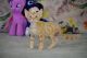 Devon Rex Cats for sale in Davie, FL, USA. price: $2,100