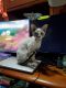 Devon Rex Cats for sale in Marion, IA, USA. price: $1,180