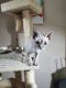 Devon Rex Cats for sale in Marion, IA, USA. price: $1,280