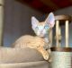 Devon Rex Cats for sale in Miami, FL, USA. price: $3,800