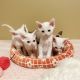 Devon Rex Cats for sale in Ventura County, CA, USA. price: $2,500