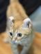 Devon Rex Cats for sale in Gray, Tennessee. price: $700