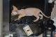 Devon Rex Cats for sale in Houston, TX, USA. price: NA