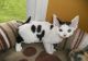 Devon Rex Cats for sale in Mitchellville, MD, USA. price: NA
