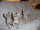 Devon Rex Cats for sale in Indianapolis, IN, USA. price: NA