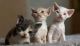 Devon Rex Cats for sale in Concord, CA, USA. price: $150