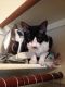 Devon Rex Cats for sale in Mobile, AL, USA. price: NA