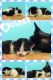 Devon Rex Cats for sale in Bokeelia, FL 33922, USA. price: $1,800