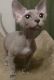 Devon Rex Cats for sale in Los Angeles, CA, USA. price: $400