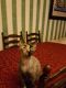 Devon Rex Cats for sale in Boston, MA, USA. price: NA