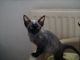 Devon Rex Cats for sale in Bronx, NY 10462, USA. price: $450