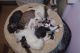 Devon Rex Cats for sale in Ogema, WI 54459, USA. price: NA