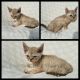 Devon Rex Cats for sale in Sparta, WI 54656, USA. price: NA