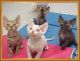 Devon Rex Cats for sale in Columbus, OH 43215, USA. price: NA