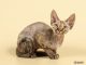 Devon Rex Cats for sale in North Miami Beach, FL 33160, USA. price: $1,400