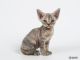 Devon Rex Cats for sale in North Miami Beach, FL 33160, USA. price: $1,250